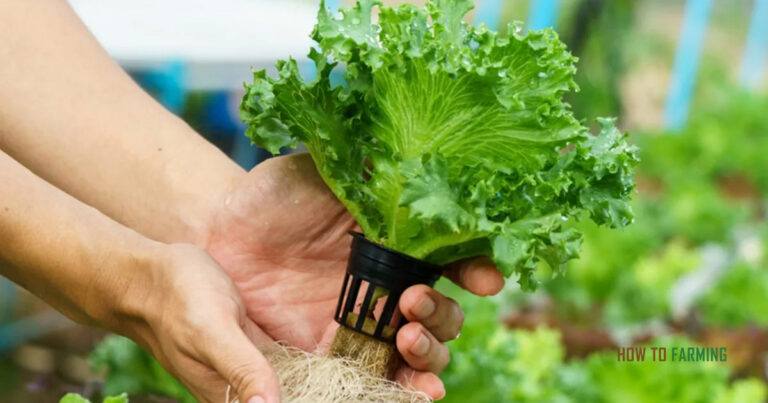 Aeroponic Vegetables Growing