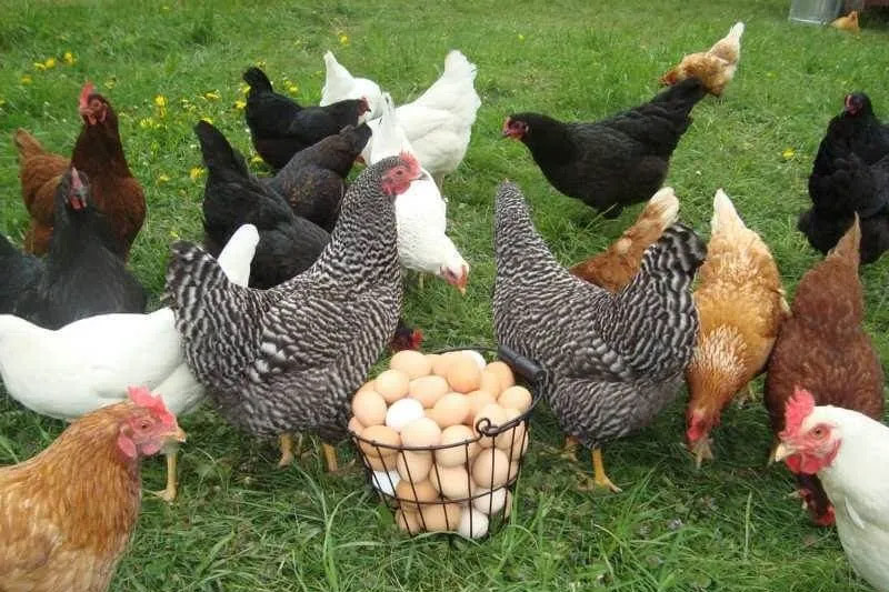 Backyard Poultry Farming