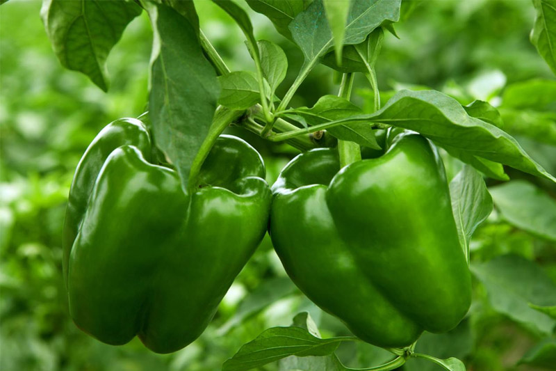 Bell Peppers Per Plant