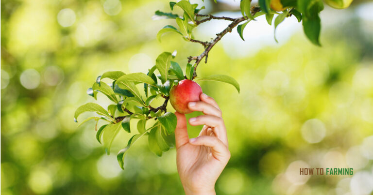 Best Fruits to Grow in Oregon