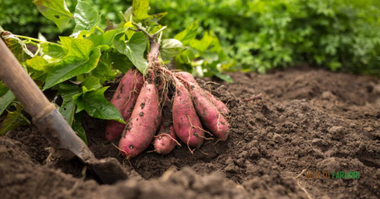 Best Soil For Sweet Potatoes