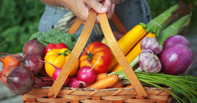 Best Vegetables To Grow In Florida Fall