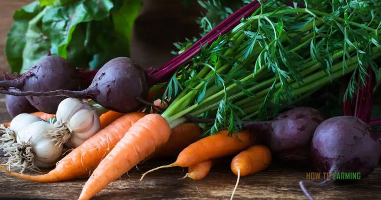 Best Vegetables To Grow In San Diego