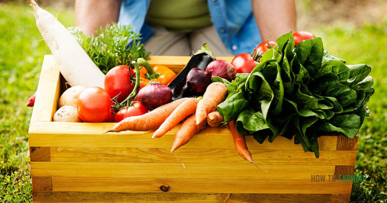 Best Vegetables to Grow at Home