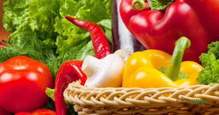 Best Vegetables to Grow in Aerogarden