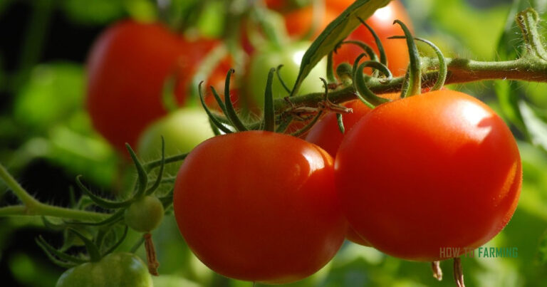 Best Vegetables to Grow in Mississippi