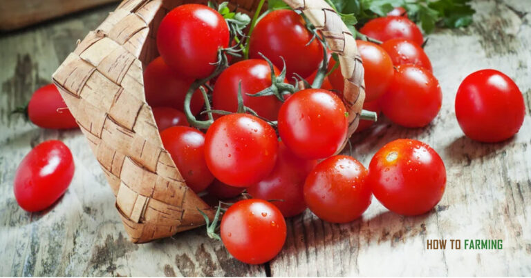Best Vegetables to Grow in Portland Oregon
