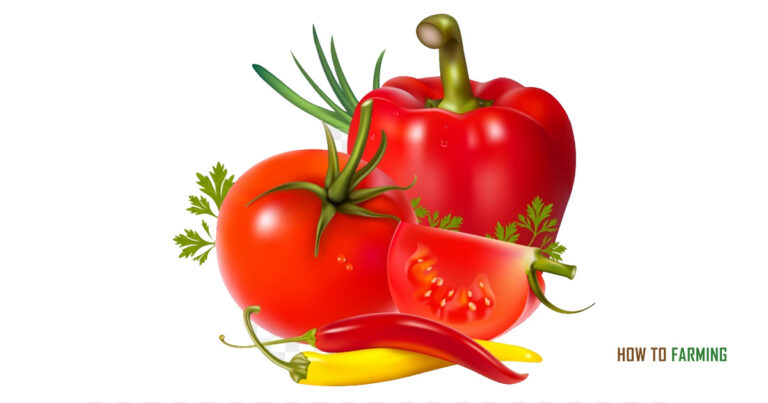 Best Vegetables to Grow in San Antonio