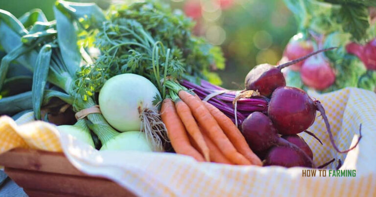 Best Vegetables to Grow in Spring