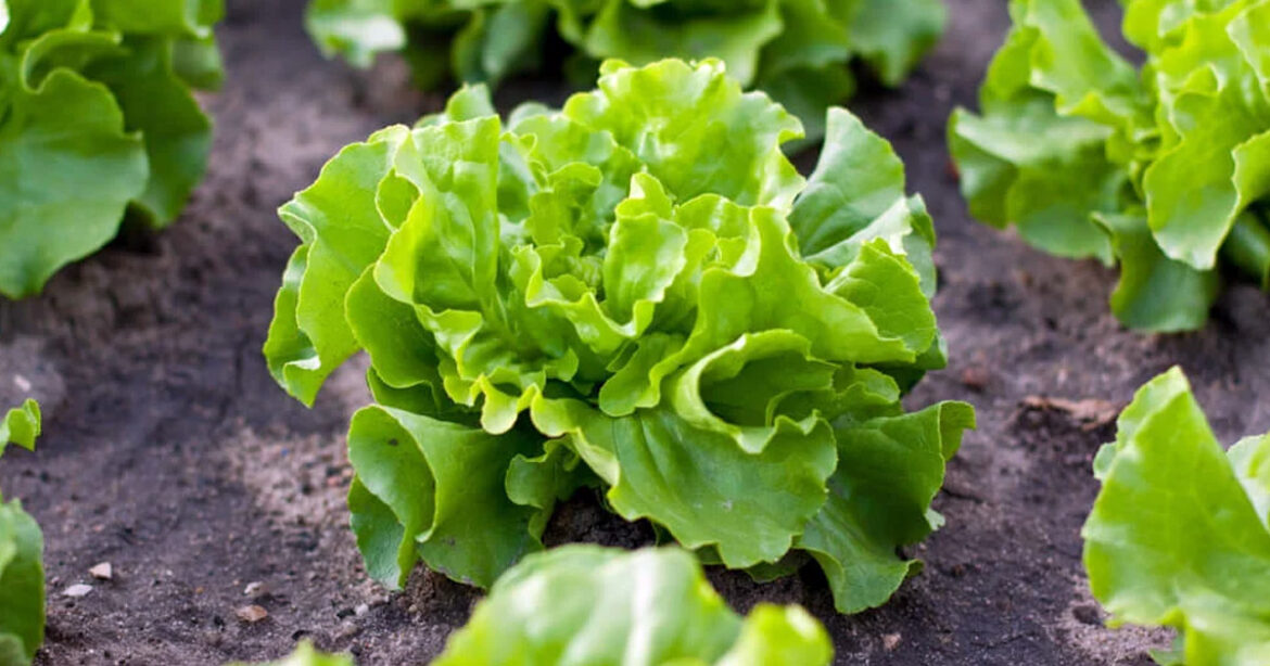 Best Vegetables to Grow in Utah