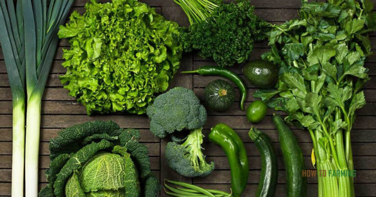 Best Vegetables to Grow in Winter