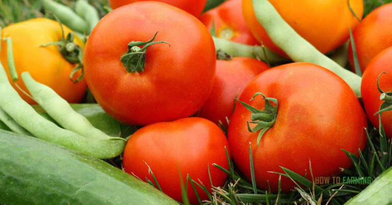 Best Vegetables to Grow to Save Money