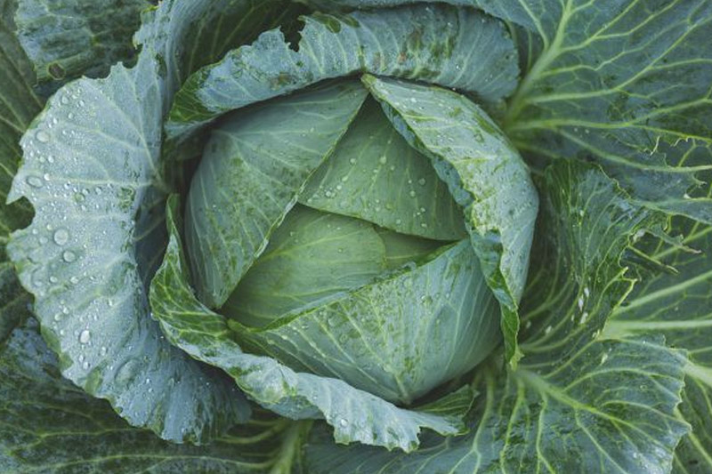 Cabbage - Vegetables to Grow in Wisconsin