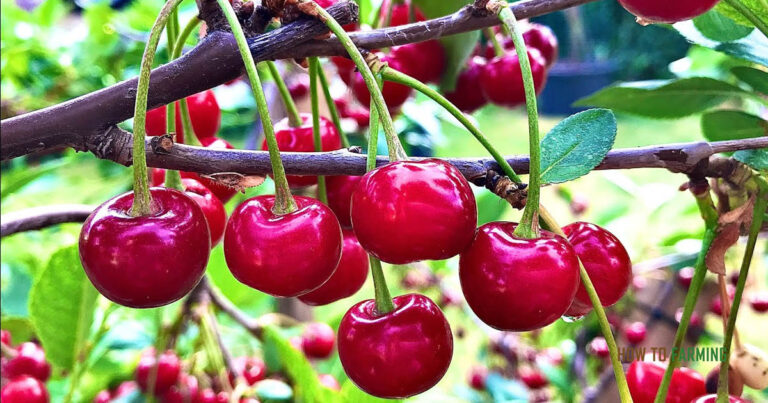 Can You Grow a Cherry Tree From a Pit