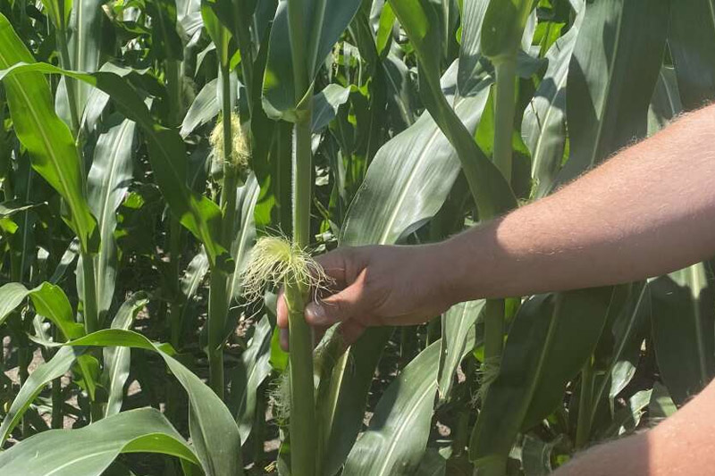 Caring For Maize