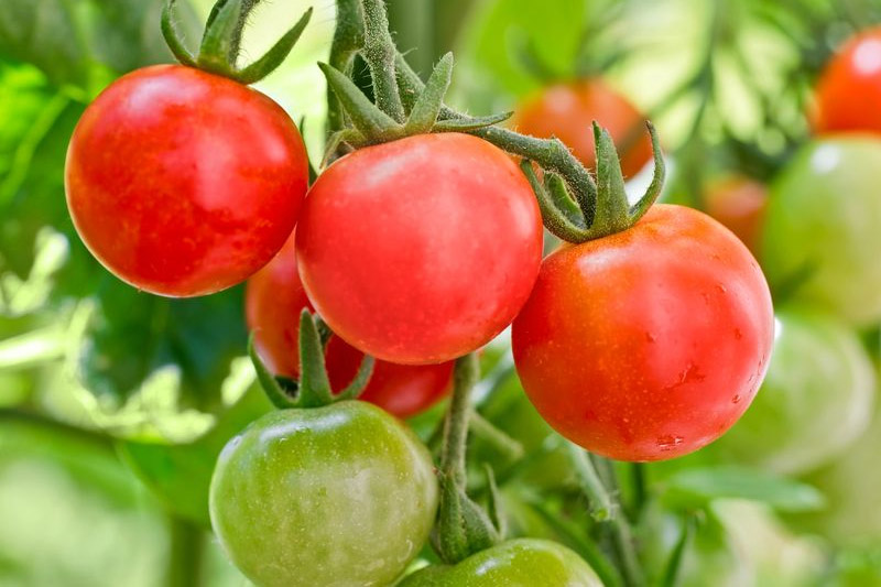 Cherry Tomatoes - Vegetables to Grow in Missouri
