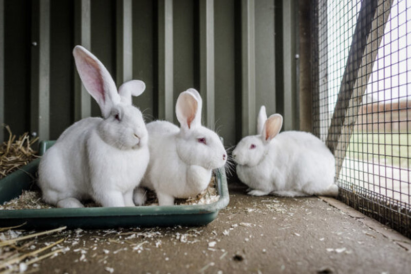 Choose The Right Cage Size - to Start Rabbit Farming