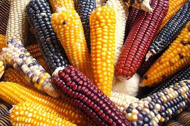 Choose Your Maize Variety