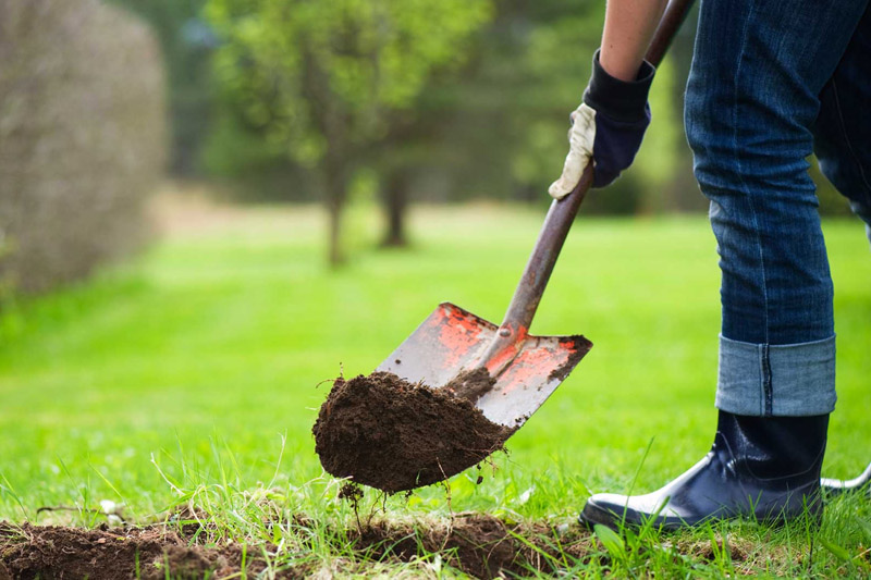 Choosing A Planting Site