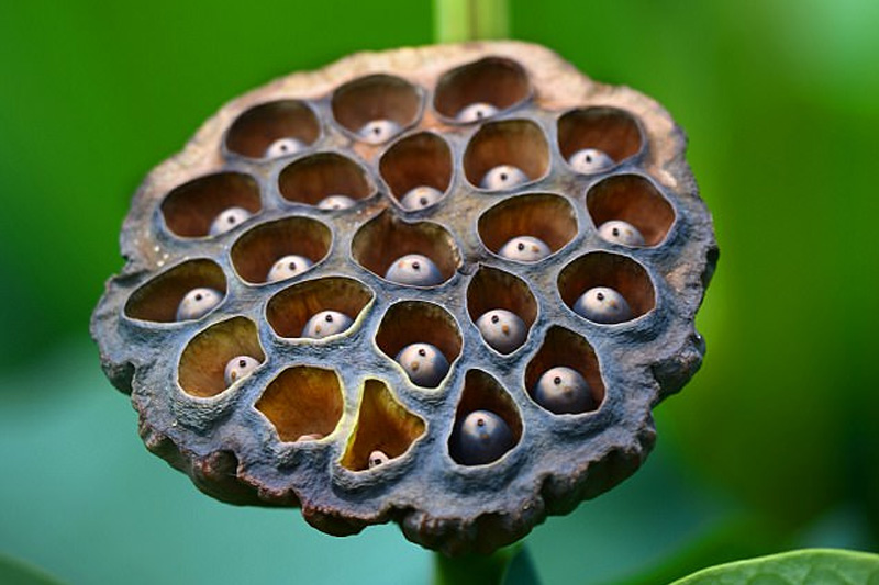 Collecting lotus seeds