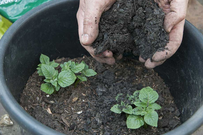 Cover the Seed Potatoes - to Grow Potatoes in a Container