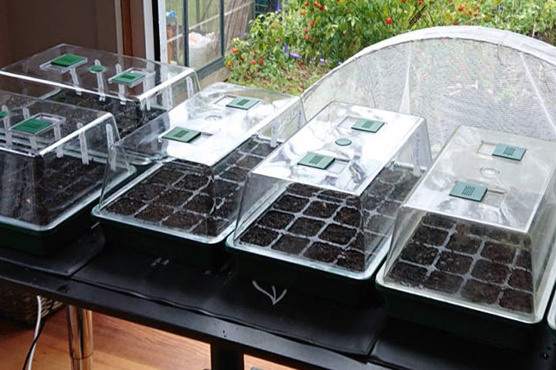 Cover the tray - to Grow Peppers from Seeds