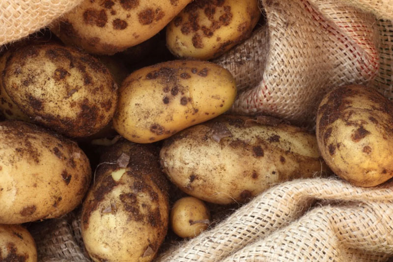 Cut And Scab Your Potatoes - to Grow Potatoes in a Bucket