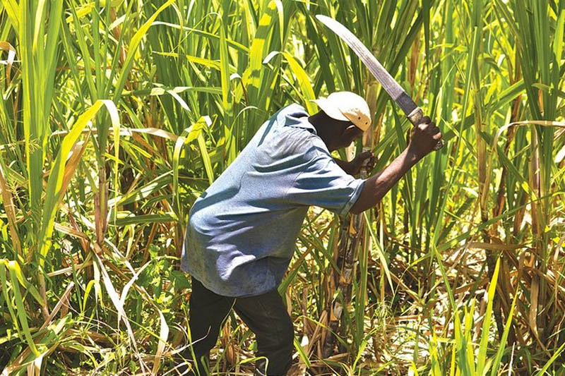 Cutting the Sugar Cane