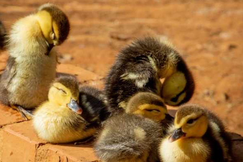 Duck babysitting cost