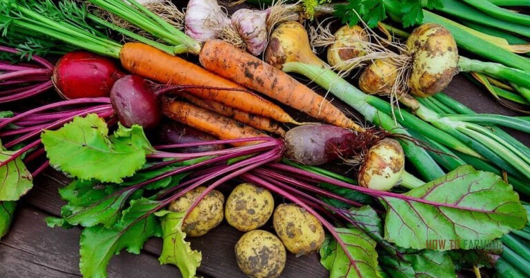 Easiest Vegetables To Grow In New Jersey