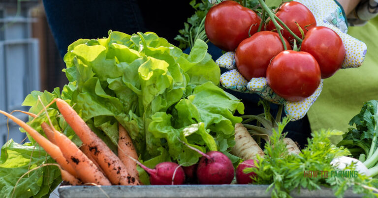 Easiest Vegetables to Grow in Oklahoma