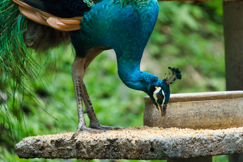 Feeding Peacocks