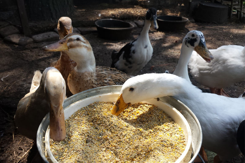 Feeding