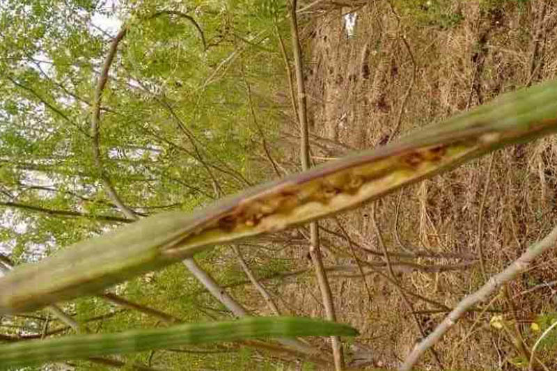 Fruit and or Twig Rot