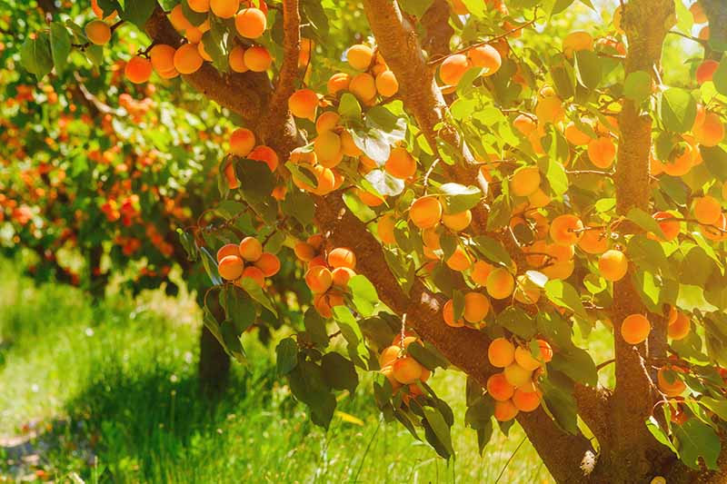 Grow Apricots from Seed