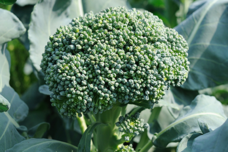 Grow Broccoli in Containers