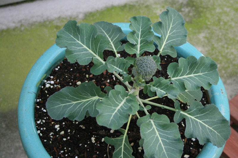Grow Broccoli in Pots