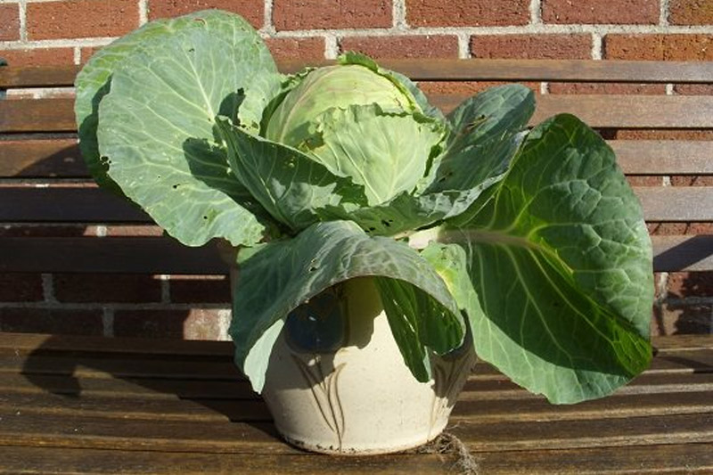 Grow Cabbage in Pots