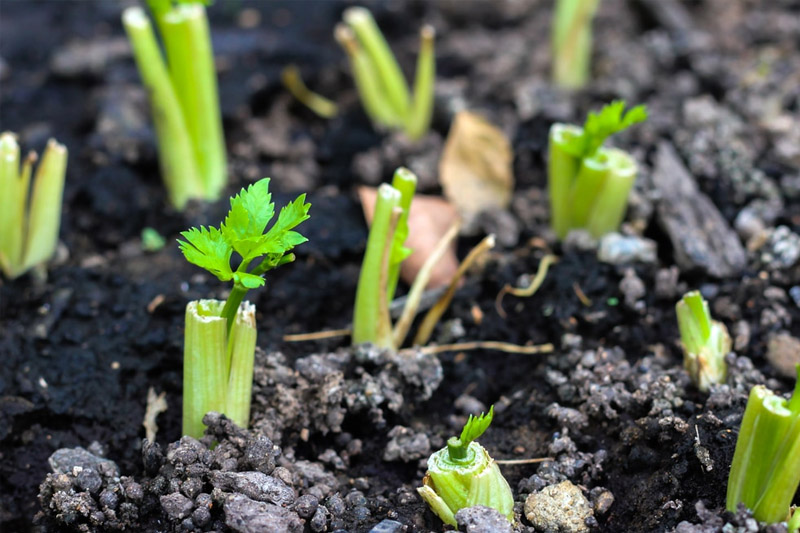Grow Celery from Seeds