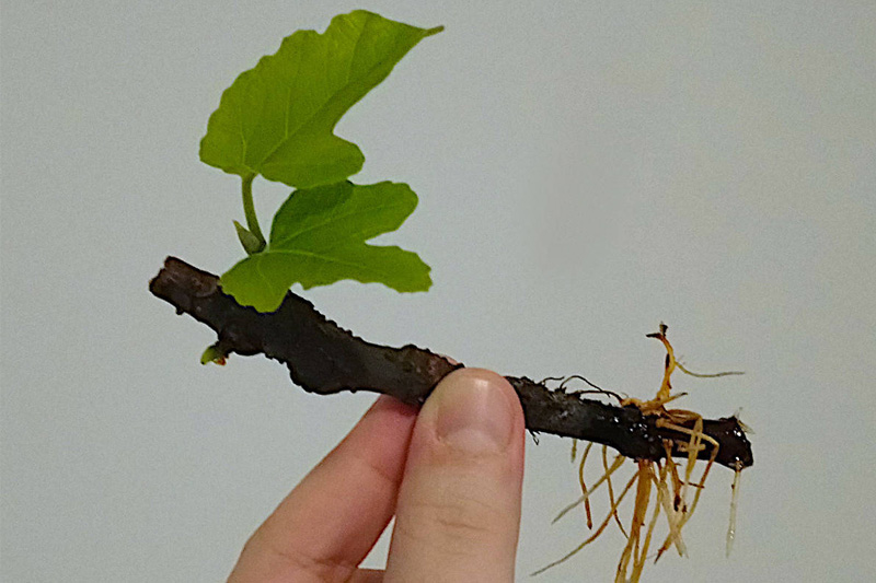 Grow Fig Tree From Cutting