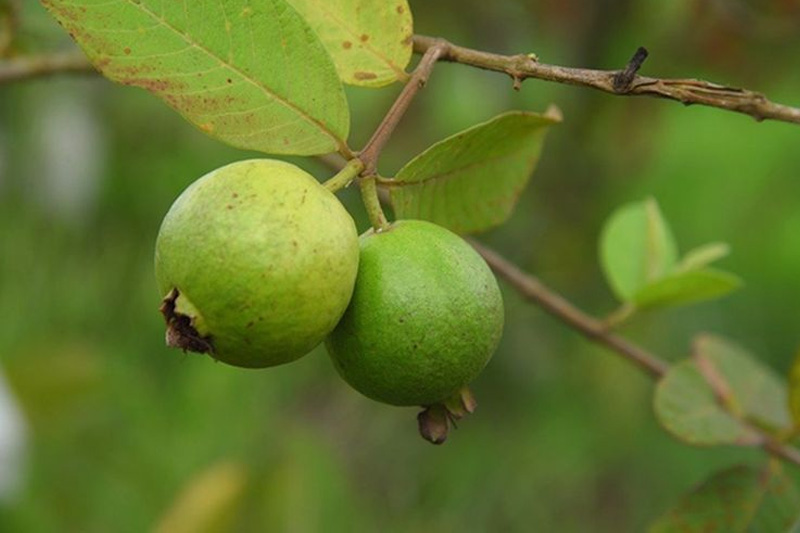 Grow Guava Tree in Containers