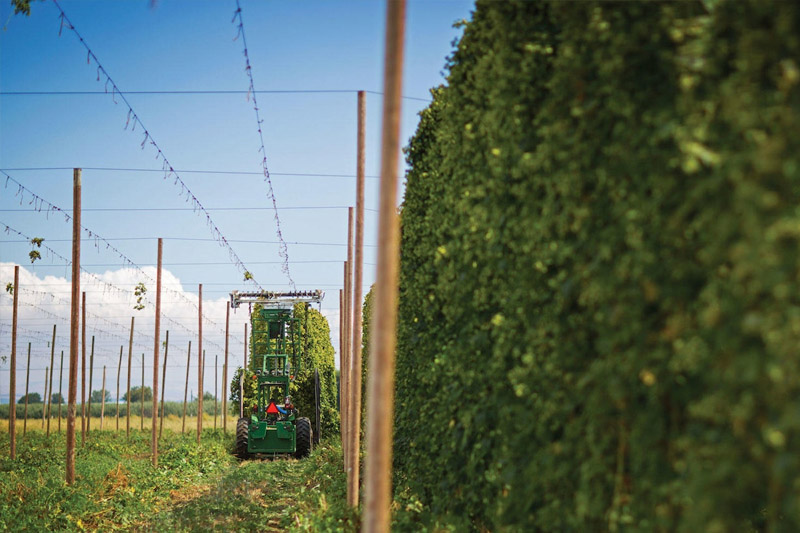 Grow Hops for Local Breweries