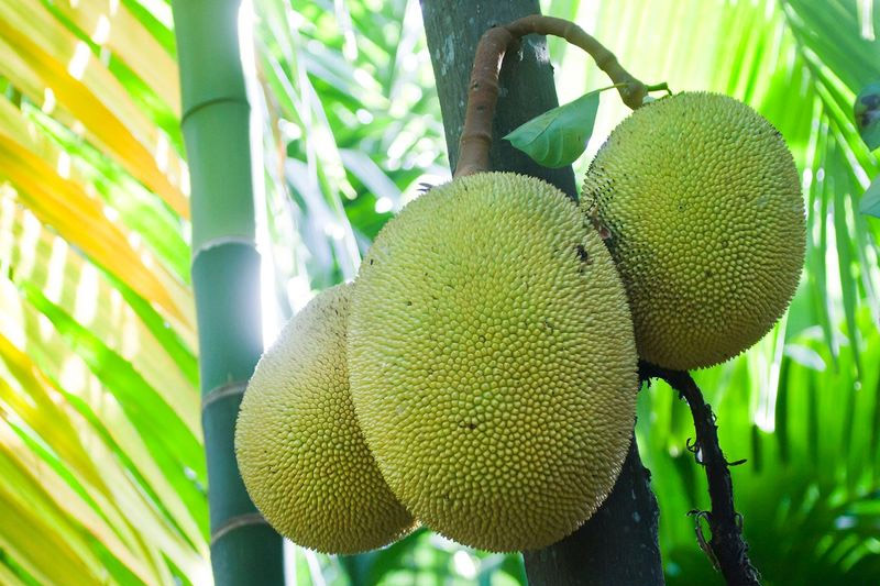 Grow Jackfruit