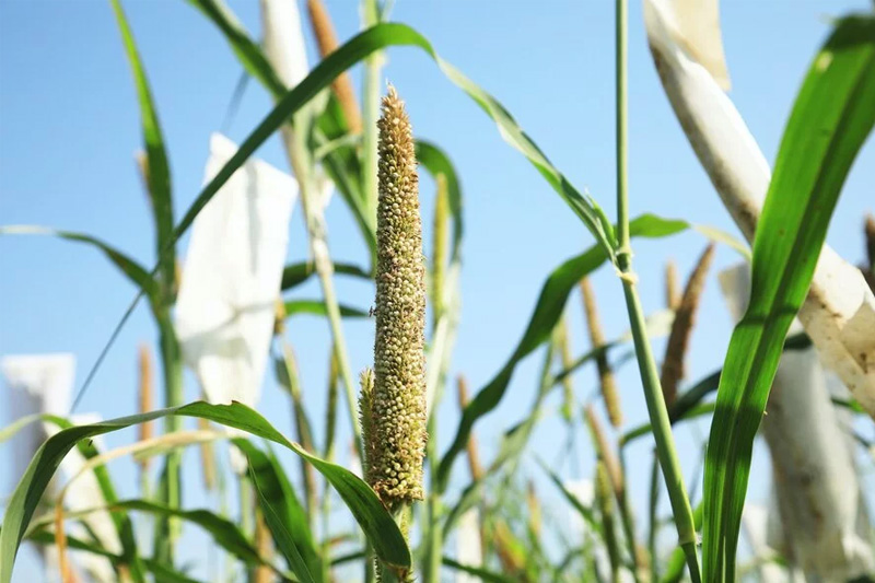 Grow Millet at Home