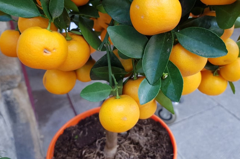 Grow Orange Trees in Pots