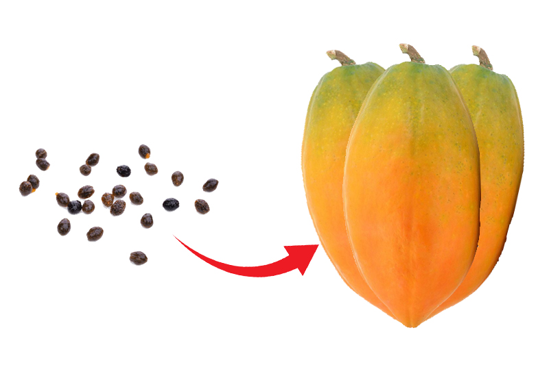 Grow Papaya from Seeds