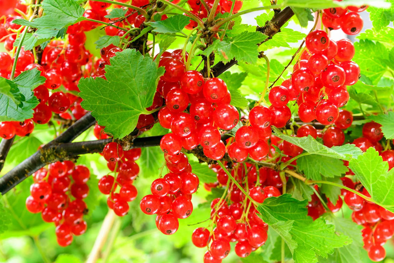 Grow Red Currants