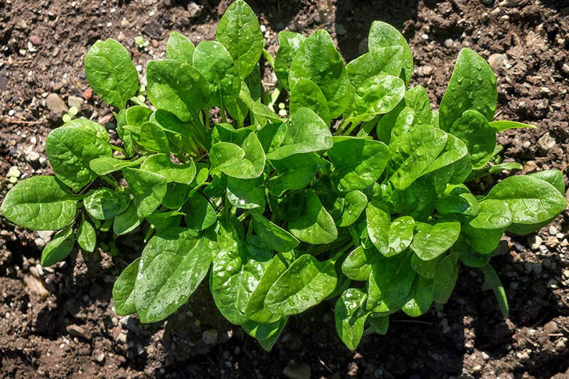 Grow Spinach Indoors