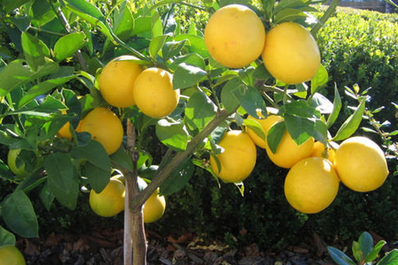 Grow Sweet Lemon