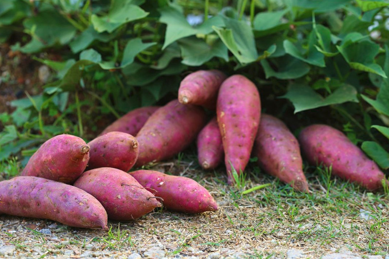 Grow Sweet Potatoes